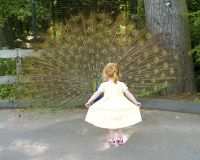 Peacocks