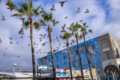 Venice-Beach