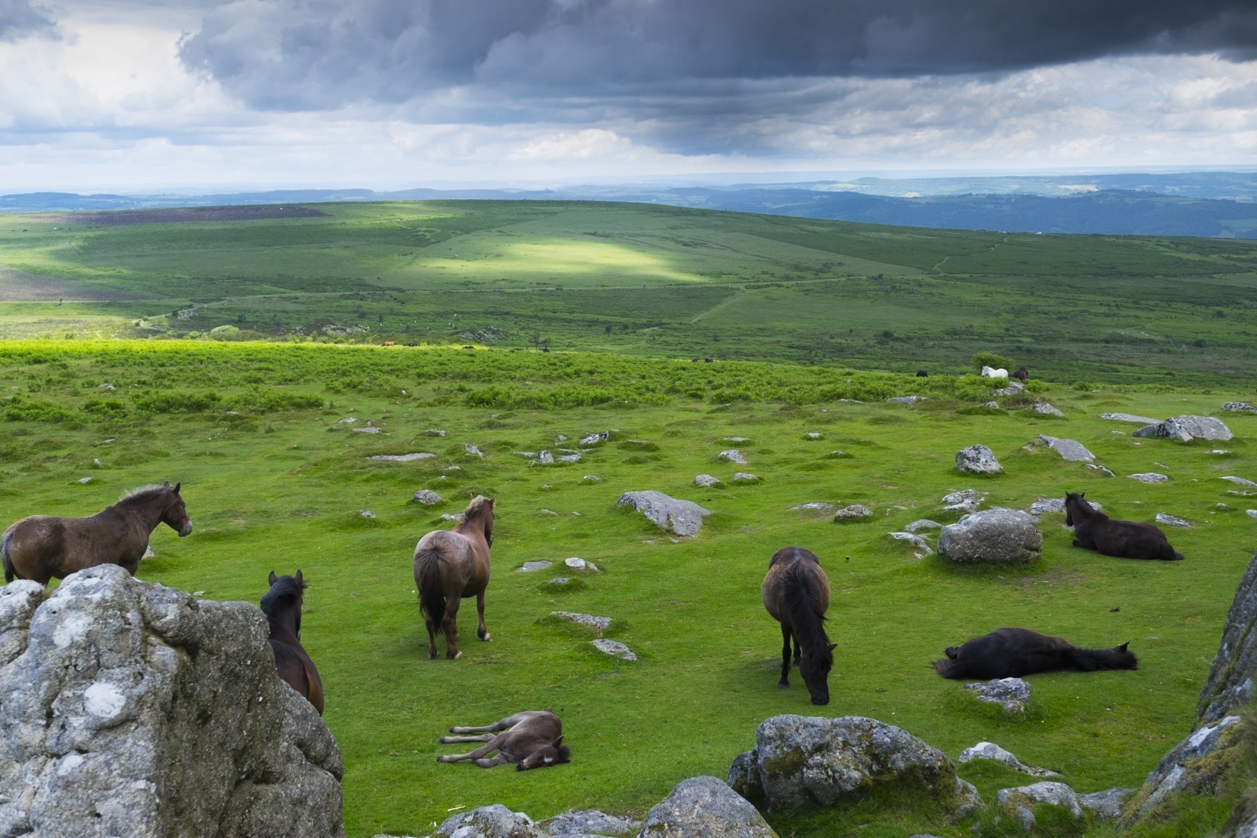 Wild Horses of Dartmoor
