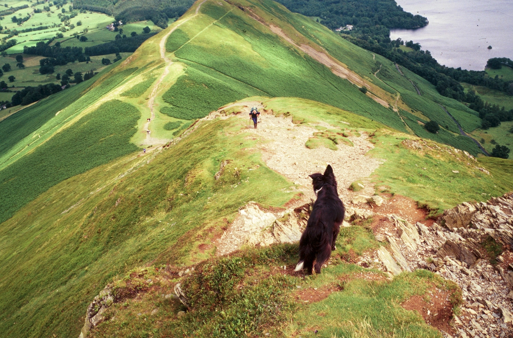 Hiker's Dog, Lake District